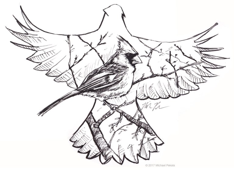 Cardinal in snow pen and ink illustration