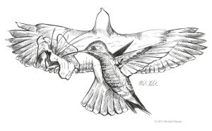 Hawk and Hummingbird pen and ink illustration
